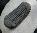 Phacops Speculator Trilobite - Very Detailed #7982-6